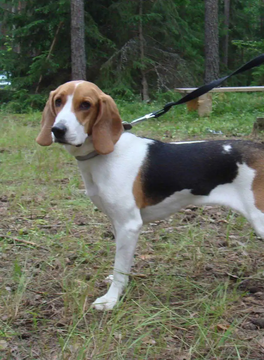 Breed Appearance