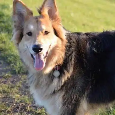 Euro Mountain Sheparnese dog breed.