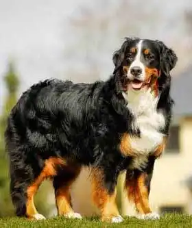 Breed Origin