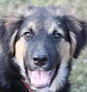Breed Appearance