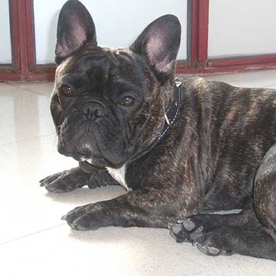 Faux Frenchbo Bulldog