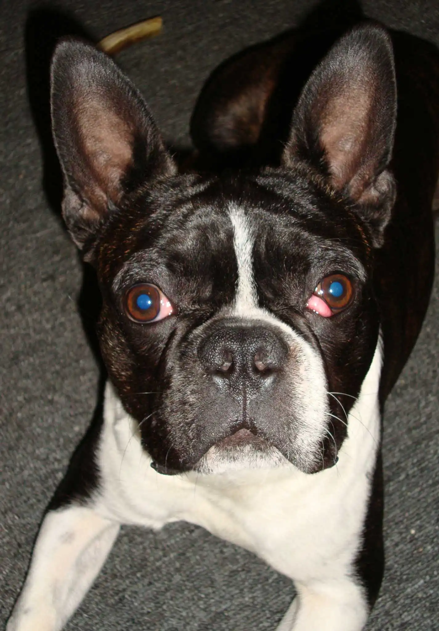 Origine & Histoire du Faux Frenchbo Bulldog