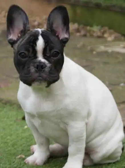 Apparence du Faux Frenchbo Bulldog