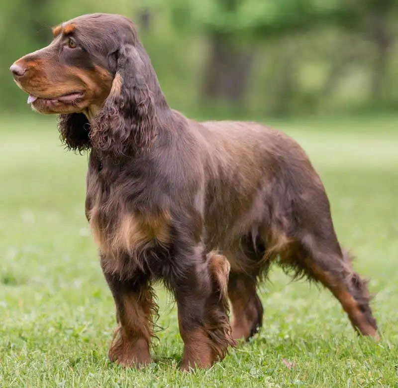 Field Spaniel