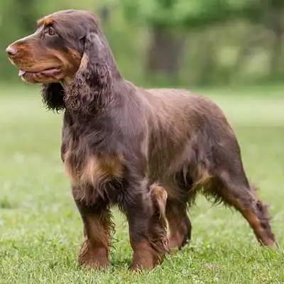 Field Spaniel dog breed.