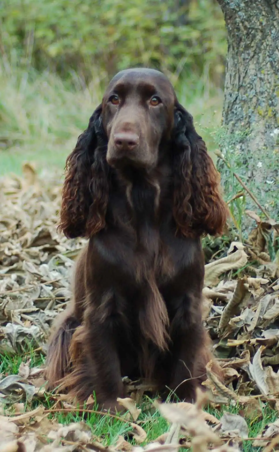Breed Origin