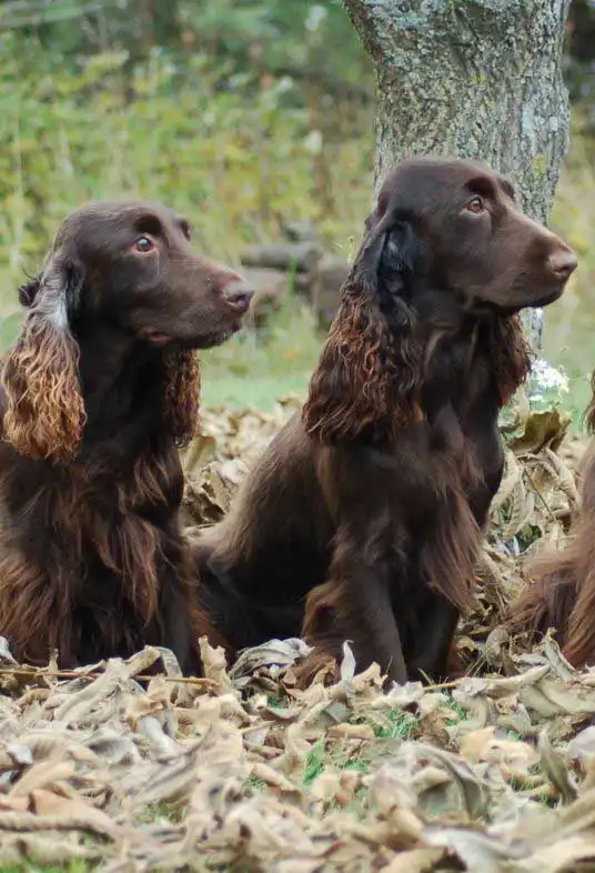 Breed Appearance