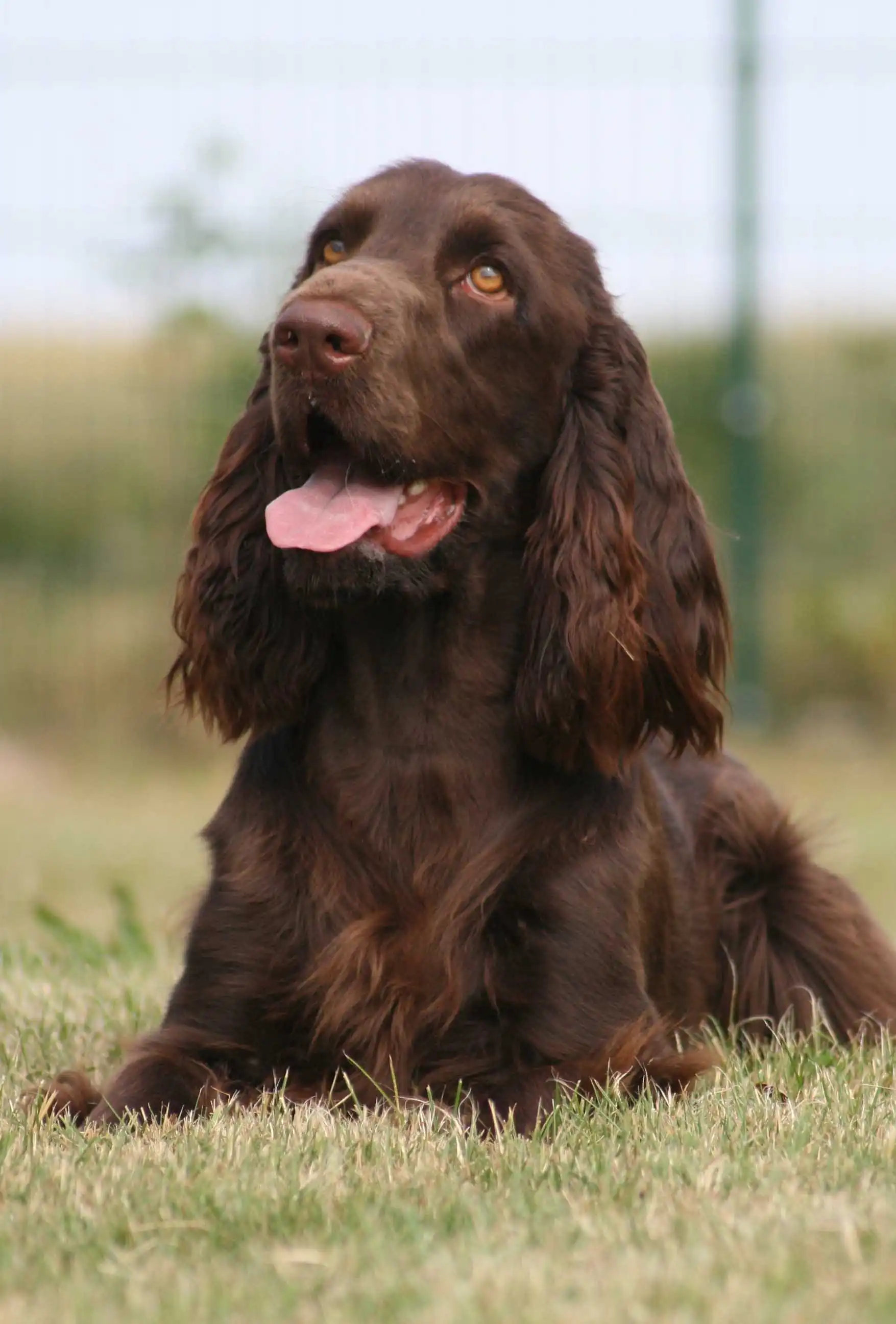 Behavior & Temperament