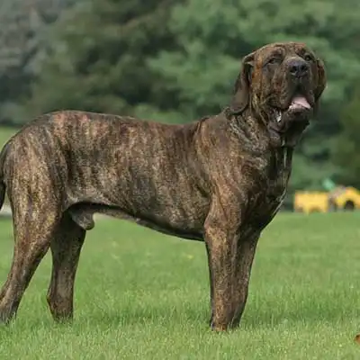 Fila Brasileiro dog breed.