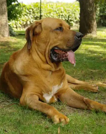 Origine & Histoire du Fila Brasileiro