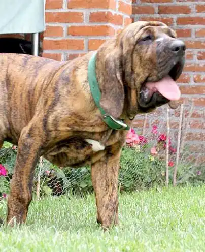 Apparence du Fila Brasileiro