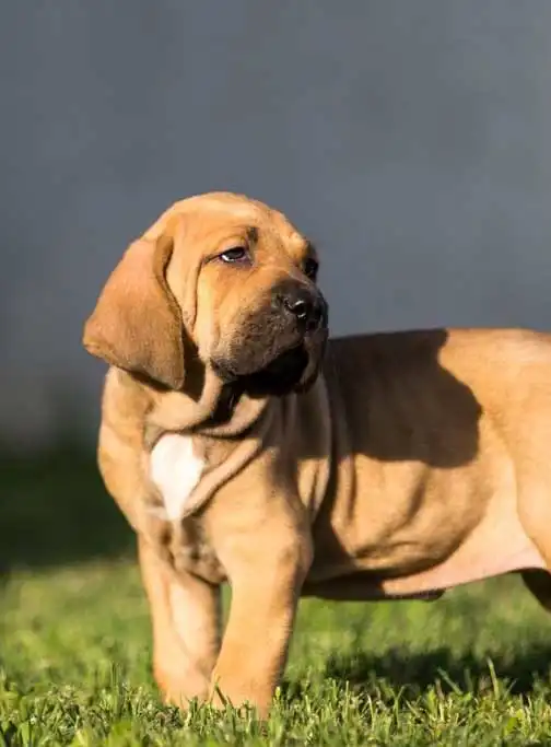 Entretien & Soins du Fila Brasileiro