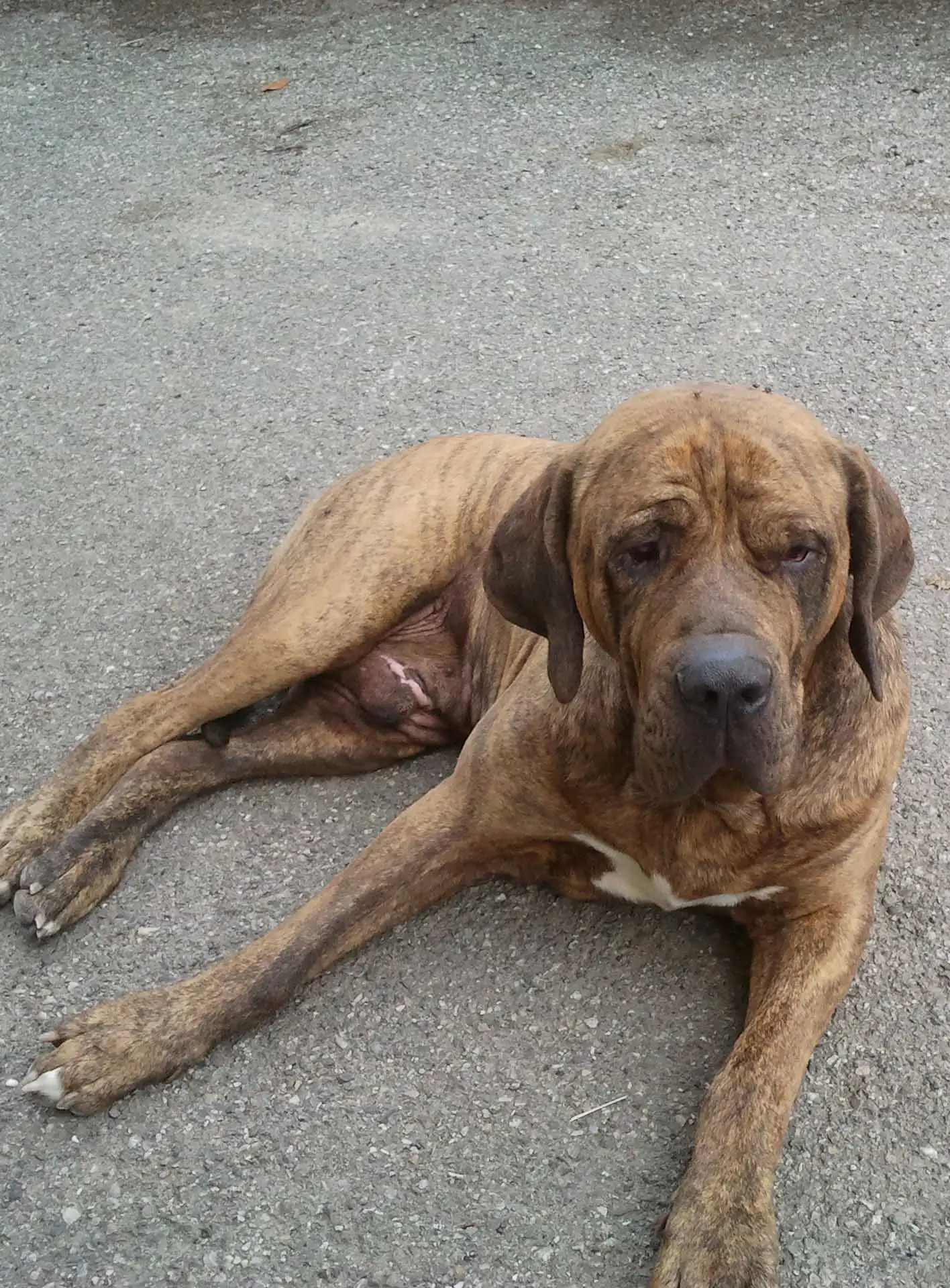 Comportement & Caractère du Fila Brasileiro