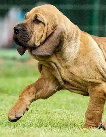Besoins d'Exercice du Fila Brasileiro
