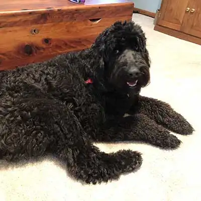Flandoodle dog breed.