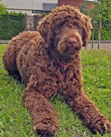 Breed Origin