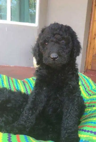 Breed Appearance