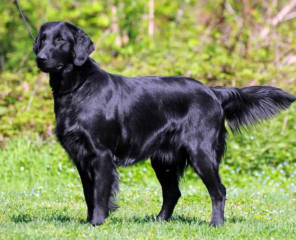 Flat Coated Retriever