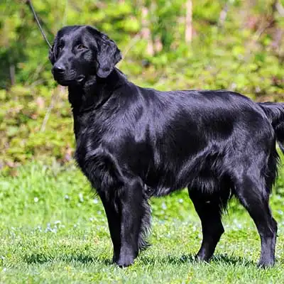 Flat Coated Retriever dog breed.