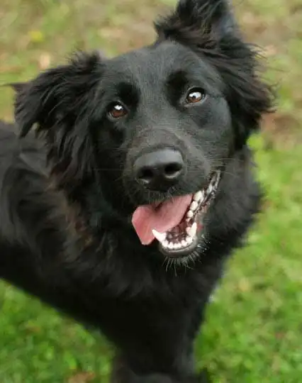Breed Origin