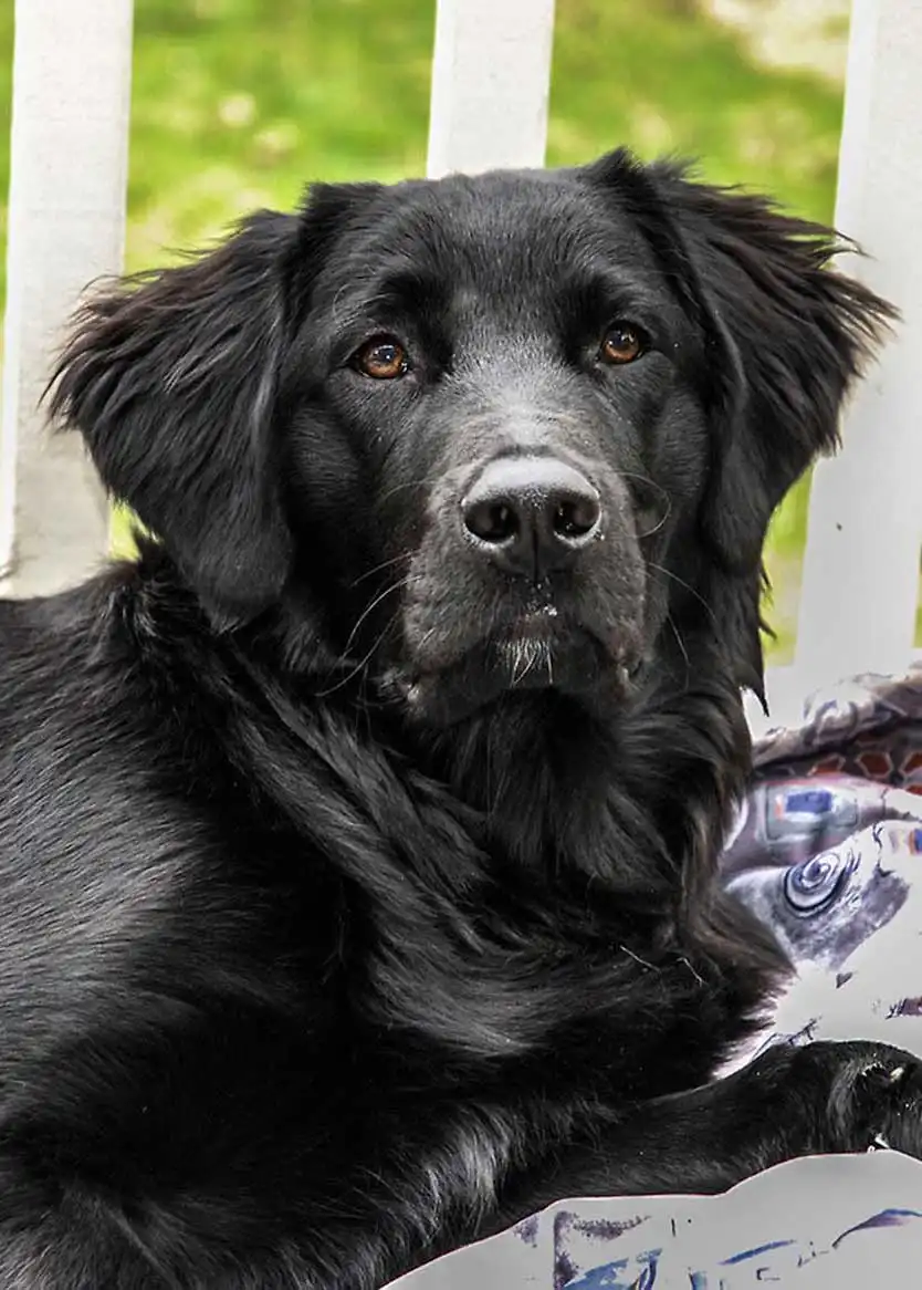 Breed Appearance
