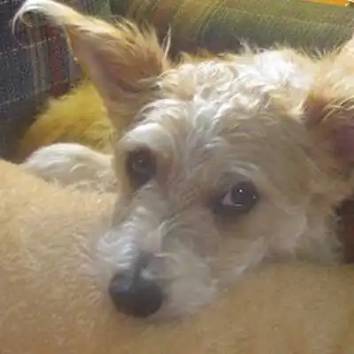 Fo-Chon dog breed.