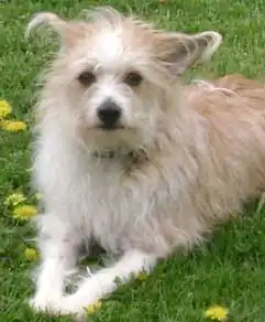 Breed Appearance