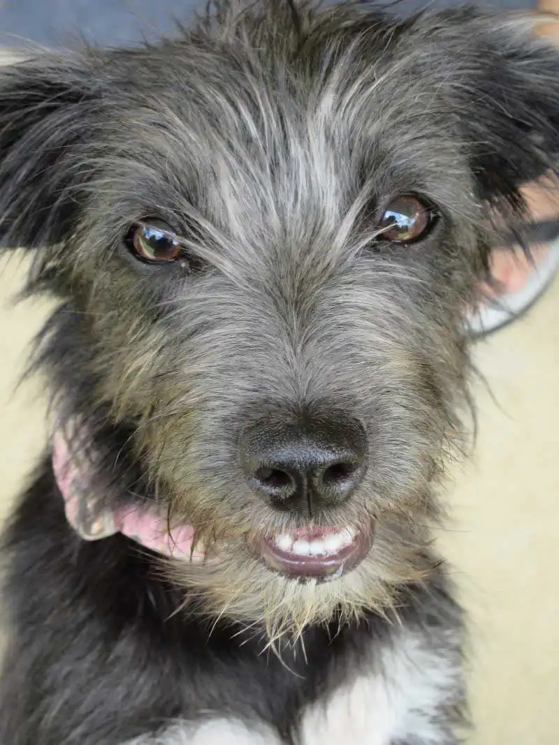 Breed Origin