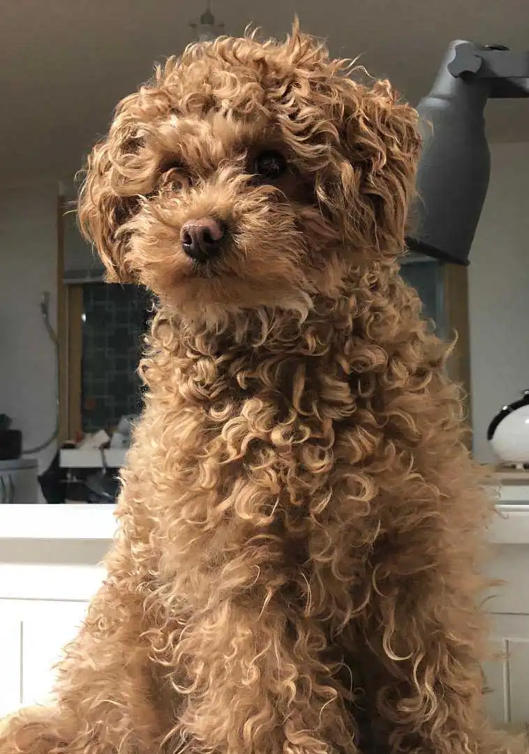 Breed Appearance