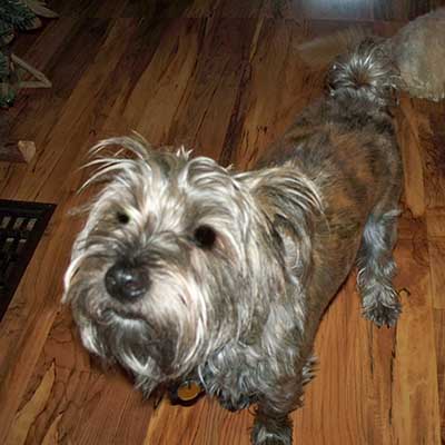 Fourche Terrier