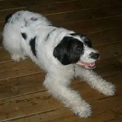 Foxker dog breed.