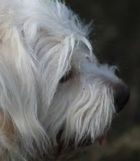 Breed Origin