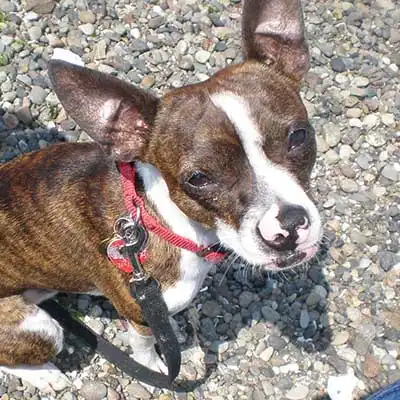 Foxton dog breed.