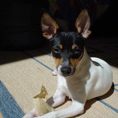 Foxy Rat Terrier