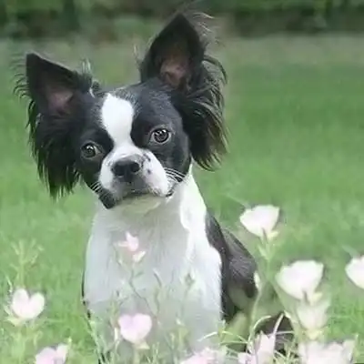 French Buillon dog breed.