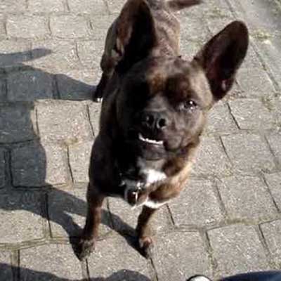 French Bull Dane