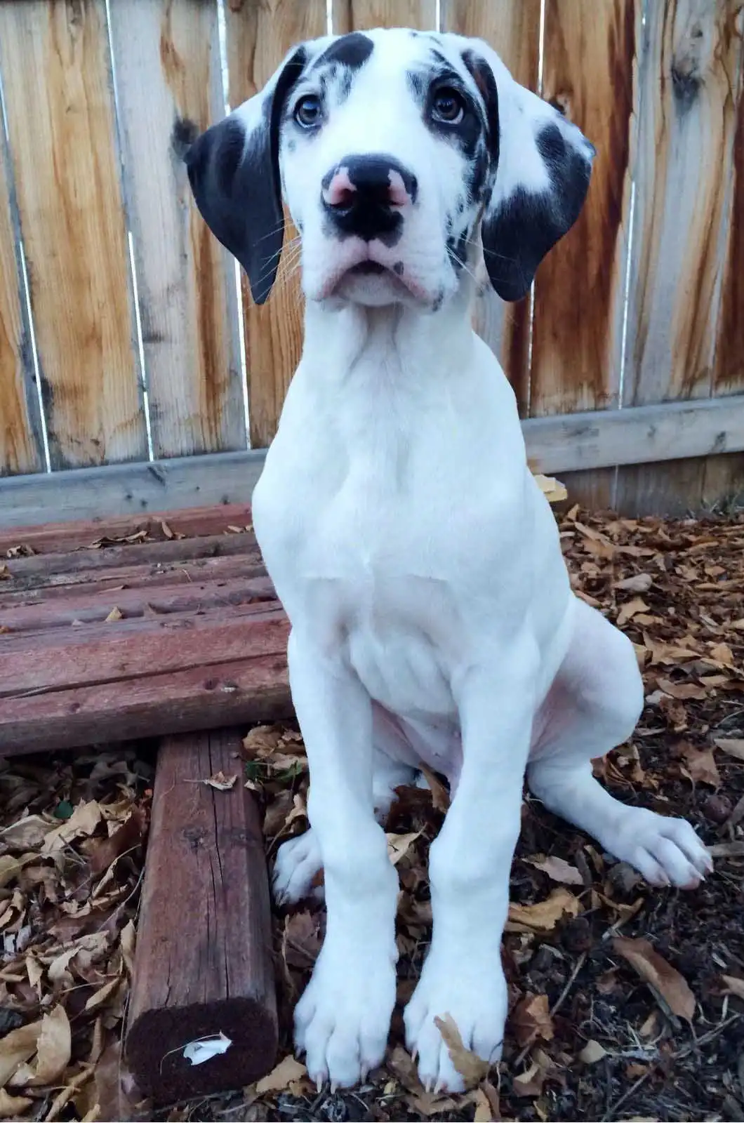 Herkunft & Geschichte von French Bull Dane