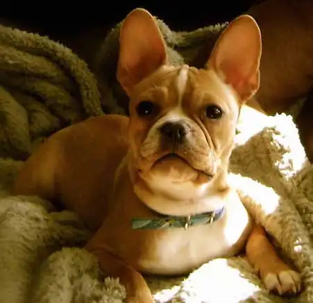 French Bull Rat Terrier