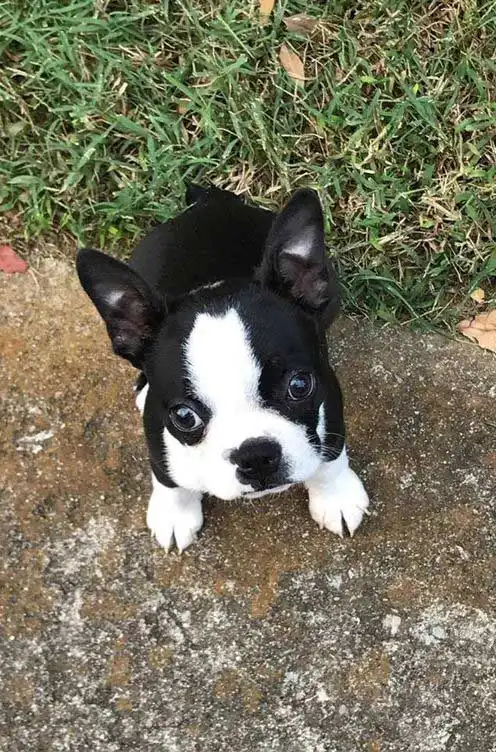 Breed Appearance