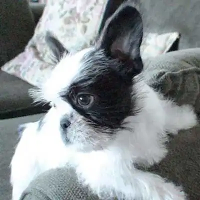 French Bull Tzu dog breed.