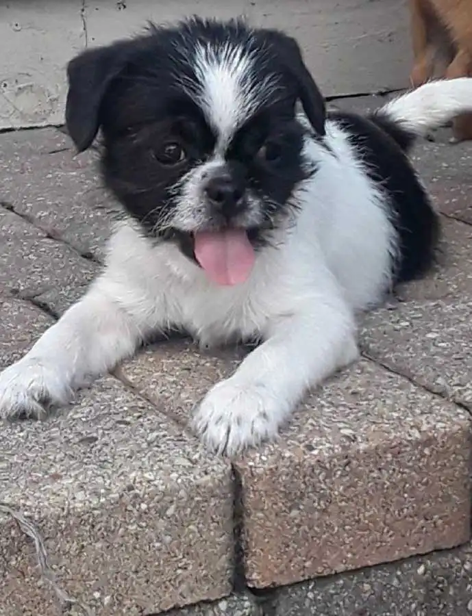 Breed Appearance