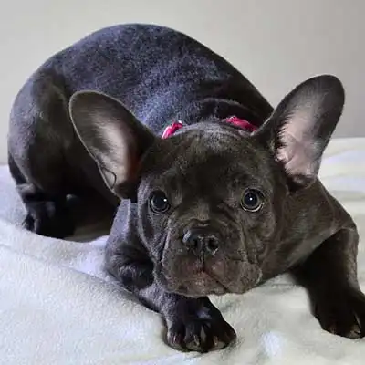 French Bulldog dog breed.