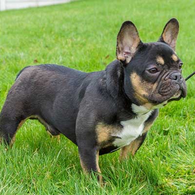 French Bullweiler