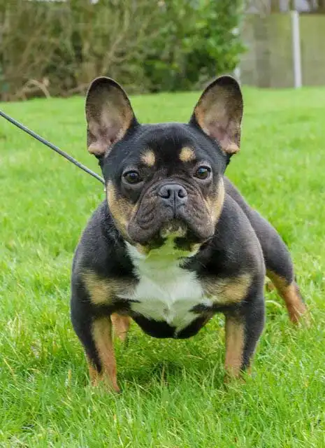 Origine & Histoire du French Bullweiler