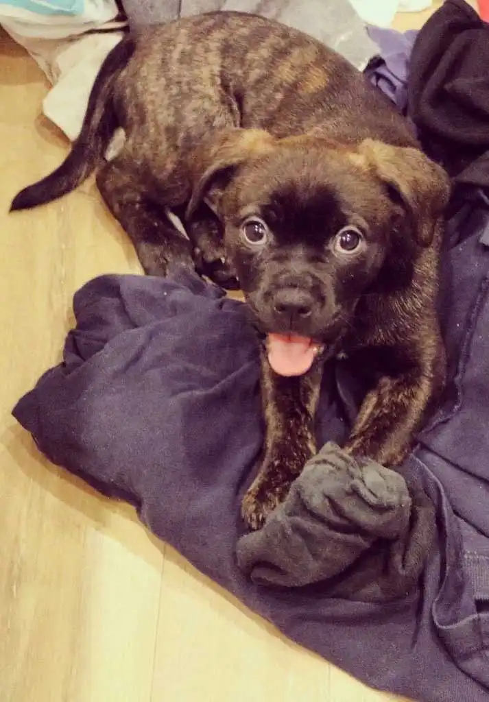 Apparence du French Bullweiler