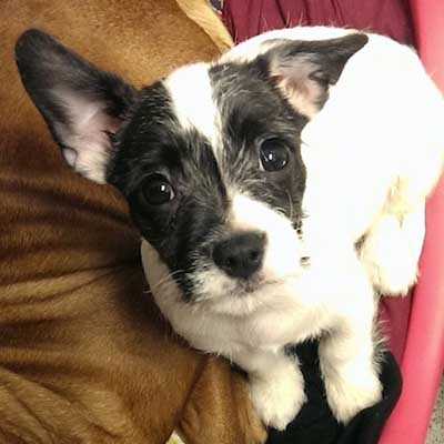 Frenchie Bichon