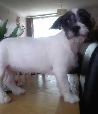Breed Appearance