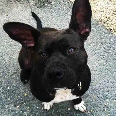 Frenchie Labrador dog breed.
