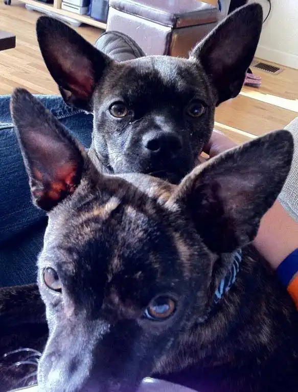 Breed Appearance