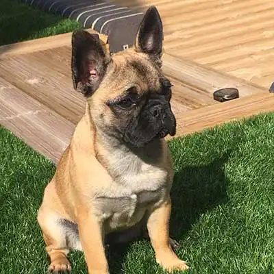 Frenchie Pug dog breed.